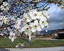 Bradford Pear Tree Blossoms 1.jpg